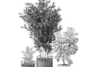 Bamboo and ficus in decorative baskets 1112 3D Model