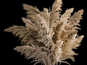 Bouquet Dried Flowers From Pampas Grass In A Vase 3D 모델