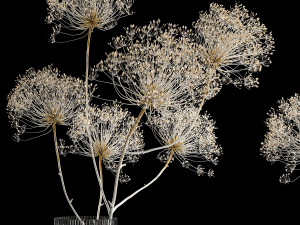 Bouquets Of Dried Heracleum Flowers And Decor 3Dモデル