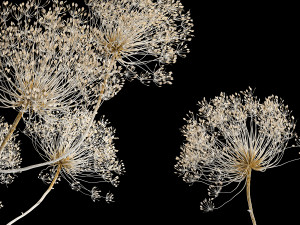Bouquets Of Dried Heracleum Flowers And Decor 3Dモデル