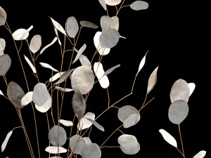 Bouquets Of Dried Flowers Lunaria In Vases 3D Model