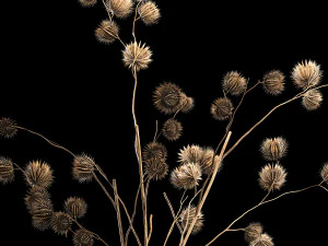 Bouquet of dried flowers from thorn and eucalyptus branches 3D Model