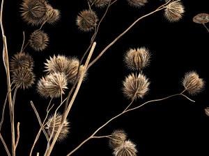 Bouquet of dried flowers from thorn and eucalyptus branches 3D Model