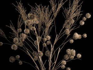 Bouquet Of Dried Flowers From Thorn And branches 3D 모델