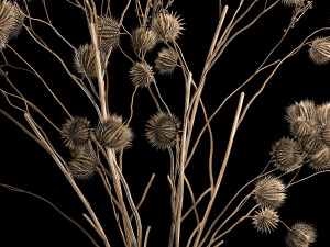 Bouquet Of Dried Flowers From Thorn And branches 3D 모델