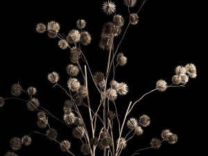 Bouquet Of Dried Flowers From Thorn And branches 3D Model