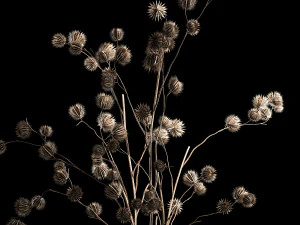 Bouquet Of Dried Flowers From Thorn And branches 3D Model