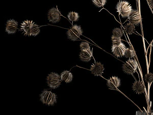 Bouquet Of Dried Flowers From Thorn And branches 3D Model