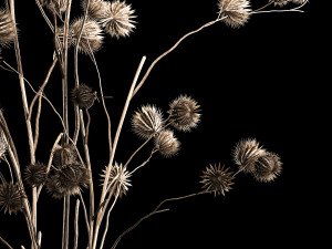 Bouquet Of Dried Flowers From Thorn And branches 3D Model