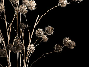 Bouquet Of Dried Flowers From Thorn And branches 3D Model
