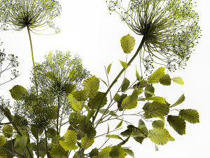 Decorative Bouquets From Branches In Vases 240 Modelo 3D