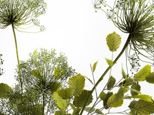 Decorative Bouquets From Branches In Vases 240 Modelo 3D