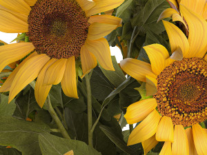 Bouquet Of Yellow Sunflowers In A Glass Vase 3D-Modell
