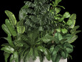 Flowerbed Of Plants With Tropical Thickets 1113 3D Models
