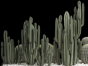 Plants Desert Flowerbed With Cactus 3D Модель