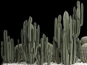 Plants Desert Flowerbed With Cactus 3D Model