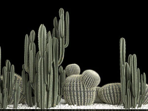 Plants Desert Flowerbed With Cactus 3D Model