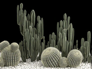 Plants Desert Flowerbed With Cactus 3D Model