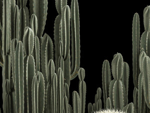 Plants Desert Flowerbed With Cactus 3D Модель