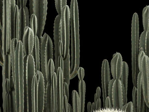 Plants Desert Flowerbed With Cactus 3D Model