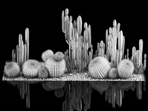Plants Desert Flowerbed With Cactus 3D Model