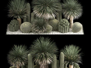 Pflanzen, W&uuml;ste, Blumenbeet, Mit, Cactus 3D Modell