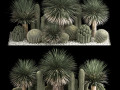 Plants Desert Flowerbed With Cactus 3D Models