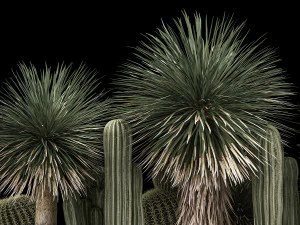 Plants Desert Flowerbed With Cactus 3D Model