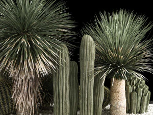 Plants Desert Flowerbed With Cactus 3D Model