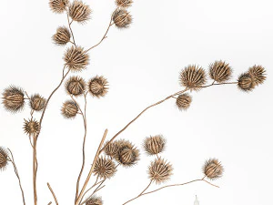Bouquet Of Dry Thorns In A Glass Vase For Decor 3D Model