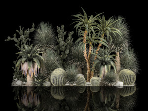 Collection Plants Desert Flowerbed With Cactus 1117 3D Model