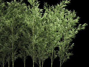 Bamboo Garden And Bamboo Thickets 1118 3D Model