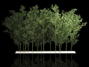 Bamboo Garden And Bamboo Thickets 1118 Model 3D