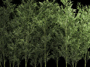 Bamboo Garden And Bamboo Thickets 1118 3D Model