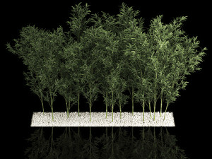 Bamboo Garden And Bamboo Thickets 1118 Model 3D