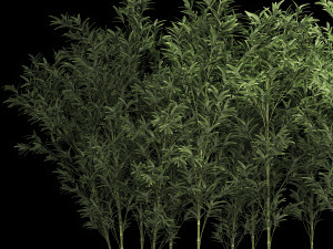 Bamboo Garden And Bamboo Thickets 1118 Model 3D