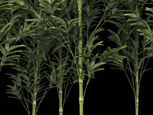 Bamboo Garden And Bamboo Thickets 1118 Model 3D