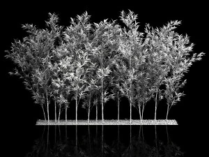 Bamboo Garden And Bamboo Thickets 1118 3D Model