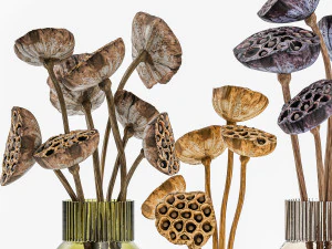 Bouquets of dried flowers from lotus stems in a glass vase 3D Model
