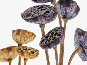 Bouquets of dried flowers from lotus stems in a glass vase 3D Model