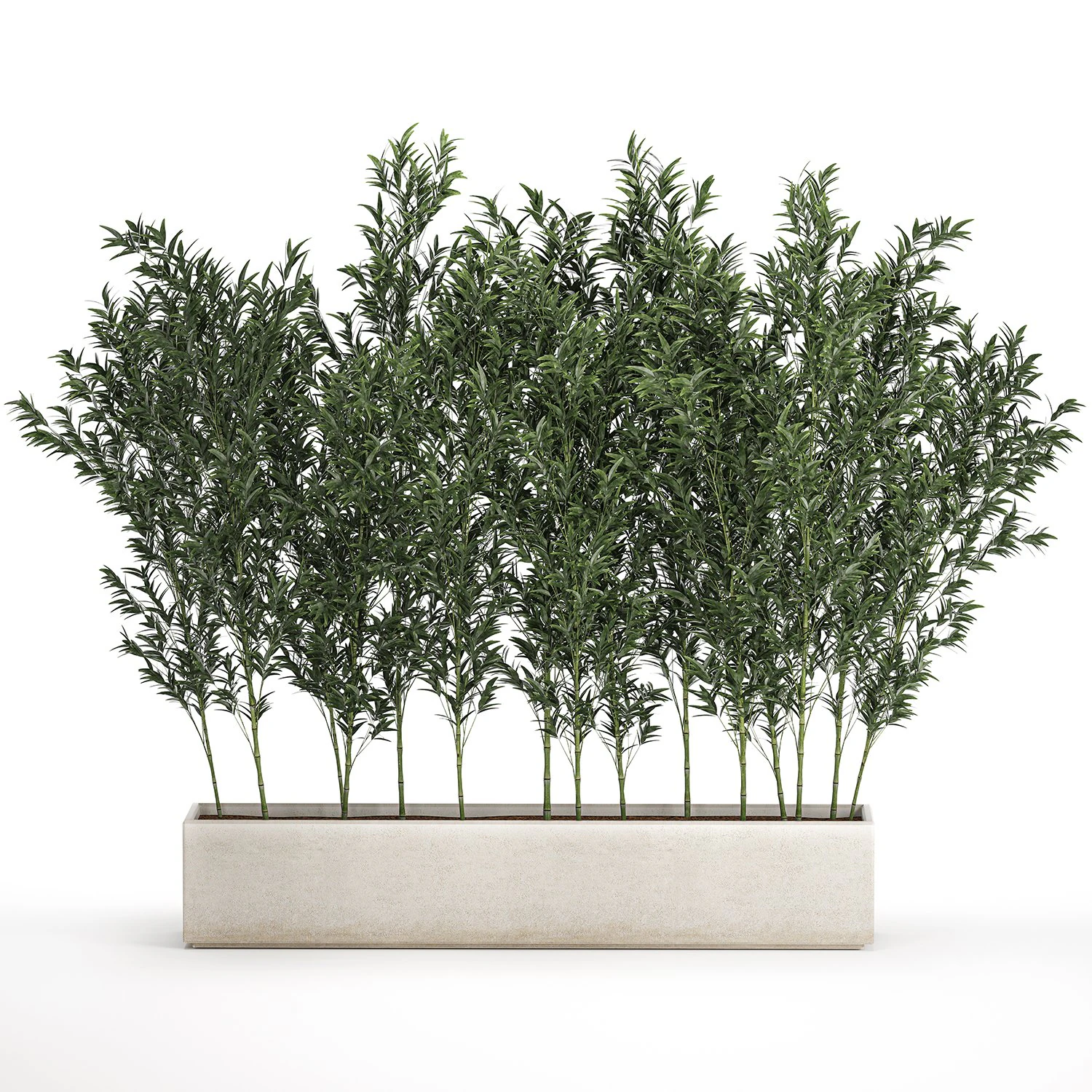 Bamboo thickets for landscaping and outdoors in a flowerpot 3D Model .c4d .max .obj .3ds .fbx .stl .blend 