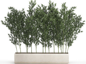 Bamboo thickets for landscaping and outdoors in a flowerpot 3D-Modell