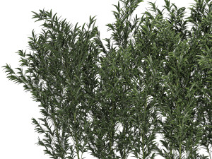 Bamboo thickets for landscaping and outdoors in a flowerpot Modello 3D