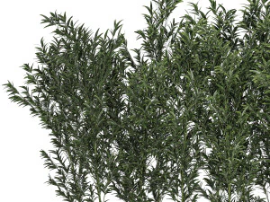Bamboo thickets for landscaping and outdoors in a flowerpot 3D Model