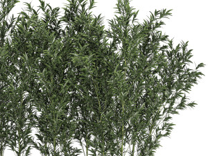 Bamboo thickets for landscaping and outdoors in a flowerpot Modello 3D