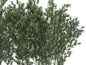 Bamboo thickets for landscaping and outdoors in a flowerpot 3D Model