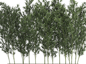 Bamboo thickets for landscaping and outdoors in a flowerpot Modello 3D