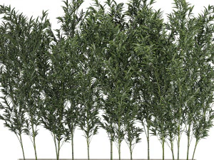 Bamboo thickets for landscaping and outdoors in a flowerpot 3D Model