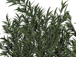 Bamboo thickets for landscaping and outdoors in a flowerpot Modello 3D
