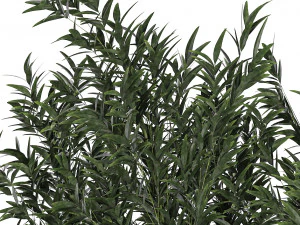 Bamboo thickets for landscaping and outdoors in a flowerpot 3D Model